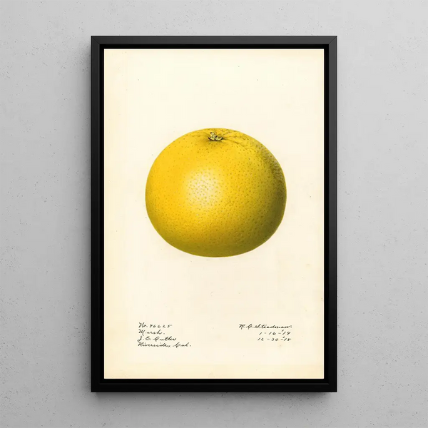 Citrus paradisi Marsh - Royal Charles Steadman — oprawiony obraz na ścianie