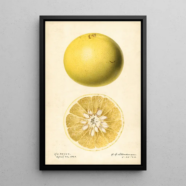 Citrus paradisi - Royal Charles Steadman — oprawiony obraz na ścianie