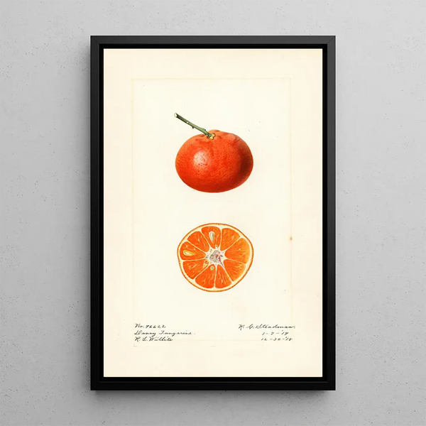 Citrus reticulata Dancy - Royal Charles Steadman — oprawiony obraz na ścianie