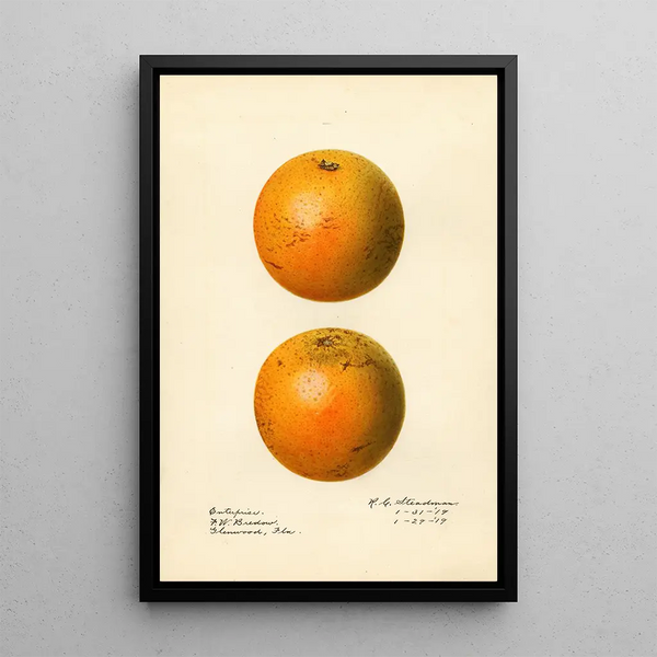 Citrus sinensis Enterprise - Royal Charles Steadman — oprawiony obraz na ścianie