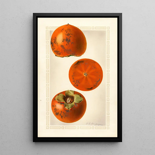 Royal Charles Steadman - Diospyros Tane Nashi.webp