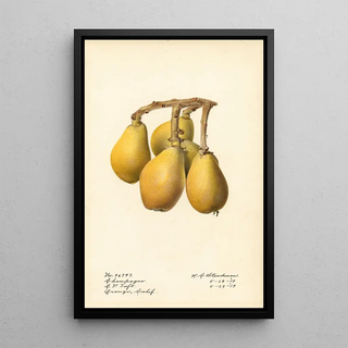 Royal Charles Steadman - Eriobotrya japonica Champagne.webp