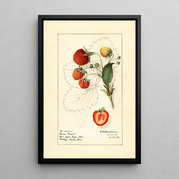 Fragaria Brow Giant - Royal Charles Steadman — oprawiony obraz na ścianie