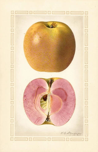 Royal Charles Steadman - Malus domestica.webp
