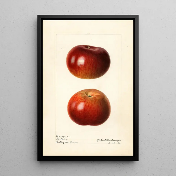 Malus domestica Collins - Royal Charles Steadman — oprawiony obraz na ścianie