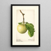 Malus domestica Early Ripe - Royal Charles Steadman — oprawiony obraz na ścianie