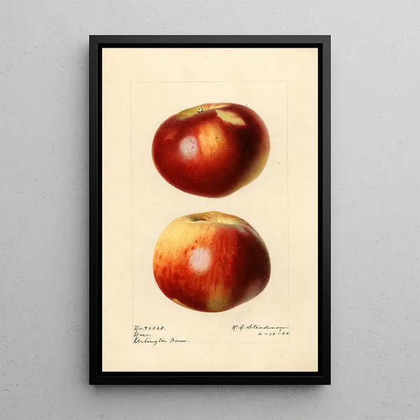 Malus domestica Nero - Royal Charles Steadman — oprawiony obraz na ścianie