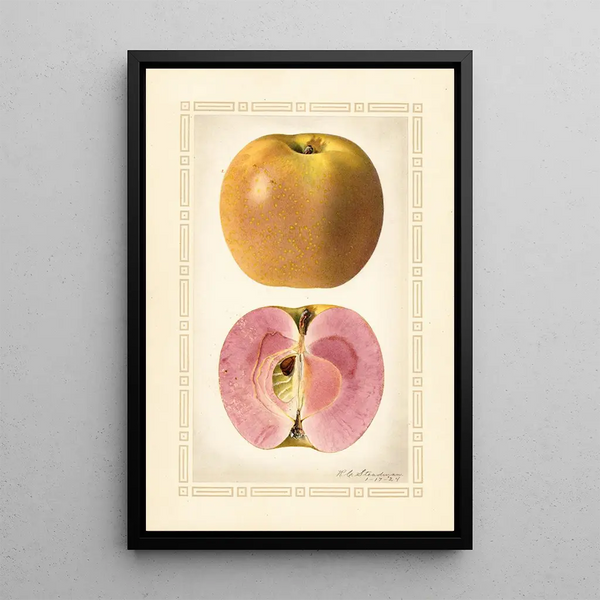 Malus domestica - Royal Charles Steadman - Royal Charles Steadman — oprawiony obraz na ścianie