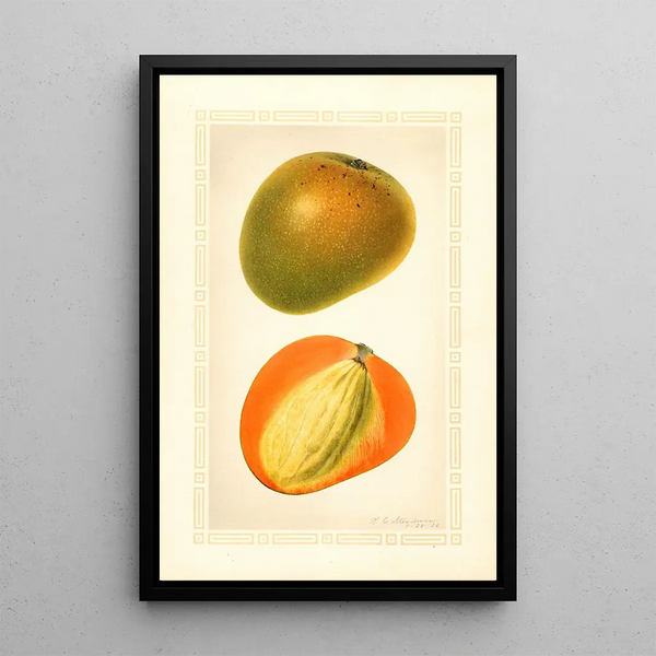 Mangifera indica Baboony - Royal Charles Steadman - Royal Charles Steadman — oprawiony obraz na ścianie