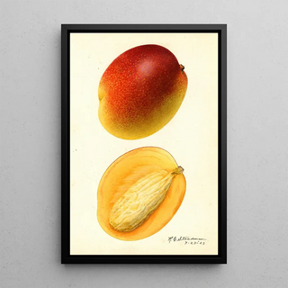 Royal Charles Steadman - Mangifera indica Hayden.webp