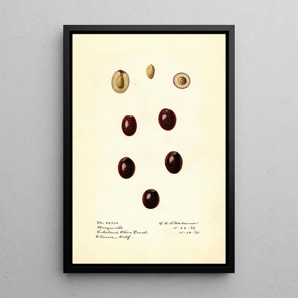 Olea europaea Manzanillo - Royal Charles Steadman - Royal Charles Steadman — oprawiony obraz na ścianie