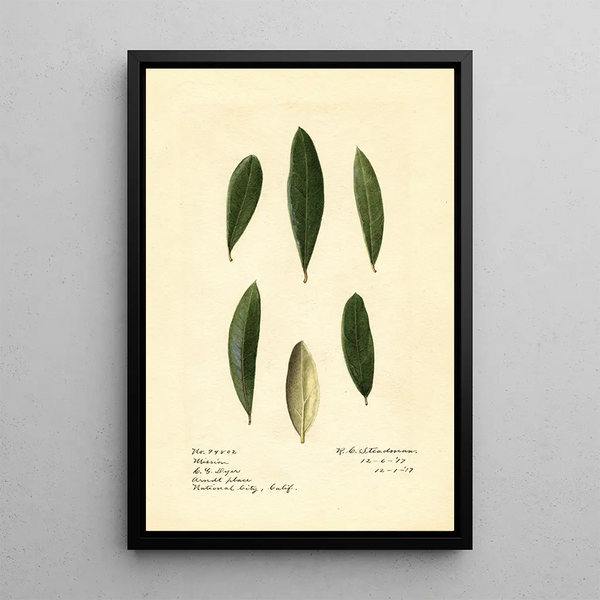 Olea europaea Mission - Royal Charles Steadman - Royal Charles Steadman — oprawiony obraz na ścianie