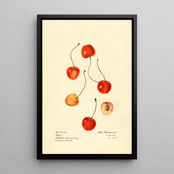 Prunus avium Cass - Royal Charles Steadman - Royal Charles Steadman — oprawiony obraz na ścianie