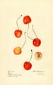 Prunus avium Cass - Royal Charles Steadman - Royal Charles Steadman — widok dzieła