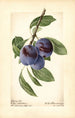 Prunus domestica Lafayette - Royal Charles Steadman - Royal Charles Steadman — widok dzieła