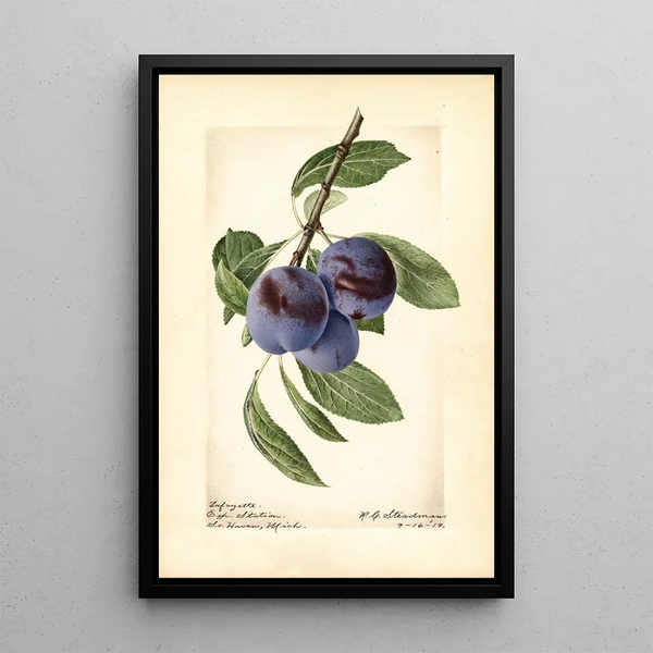 Prunus domestica Lafayette - Royal Charles Steadman - Royal Charles Steadman — oprawiony obraz na ścianie