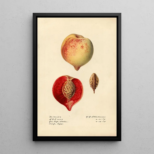 Prunus persica - Royal Charles Steadman - Royal Charles Steadman — oprawiony obraz na ścianie