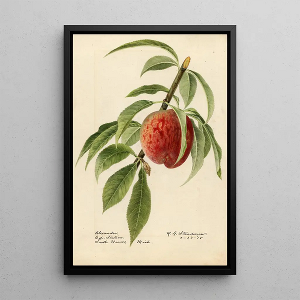Prunus persica Alexander - Royal Charles Steadman - Royal Charles Steadman — oprawiony obraz na ścianie