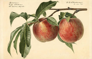Royal Charles Steadman - Prunus persica Carman.webp