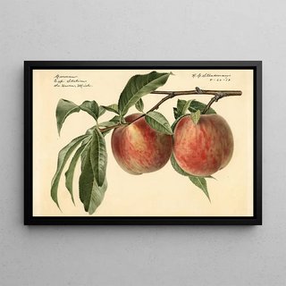 Royal Charles Steadman - Prunus persica Carman.webp