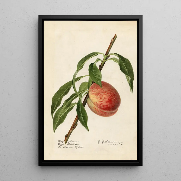 Prunus persica Mayflower - Royal Charles Steadman - Royal Charles Steadman — oprawiony obraz na ścianie