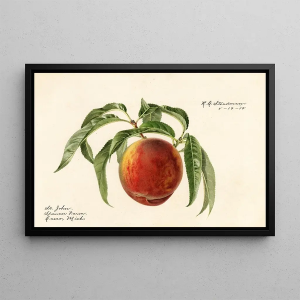 Prunus persica St - Royal Charles Steadman — oprawiony obraz na ścianie
