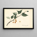 Pyrus communis - Royal Charles Steadman — oprawiony obraz na ścianie