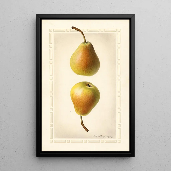 Pyrus communis Worden Seckel - Royal Charles Steadman - Royal Charles Steadman — oprawiony obraz na ścianie
