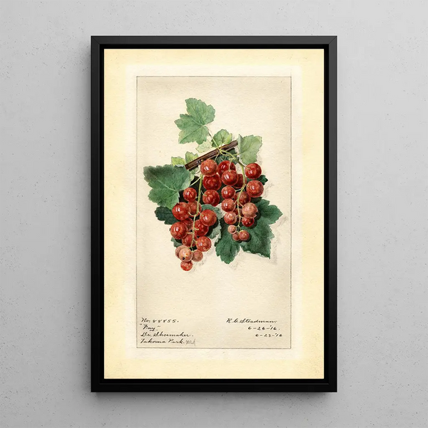 Ribes Fay - Royal Charles Steadman - Royal Charles Steadman — oprawiony obraz na ścianie