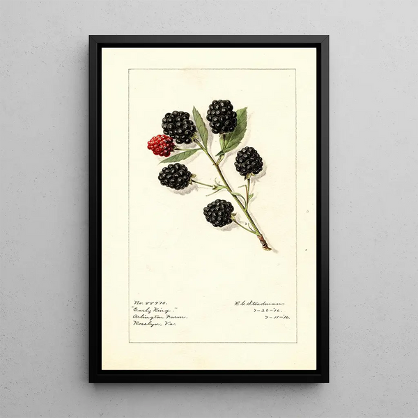 Rubus Early King - Royal Charles Steadman - Royal Charles Steadman — oprawiony obraz na ścianie