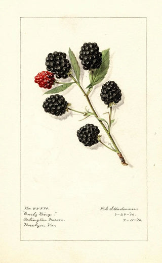 Royal Charles Steadman - Rubus Early King.webp