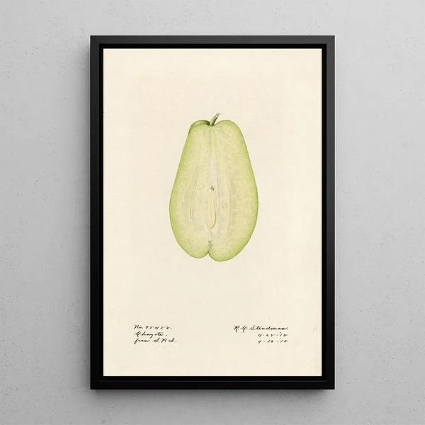 Sechium edule - Royal Charles Steadman - Royal Charles Steadman — oprawiony obraz na ścianie