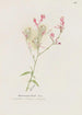 Gaura - S Fred Prince — widok dzieła