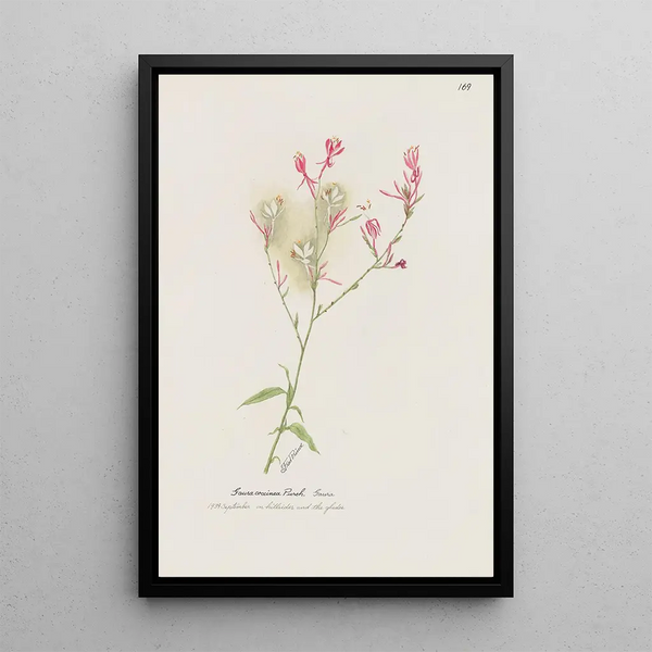S Fred Prince - Gaura.webp
