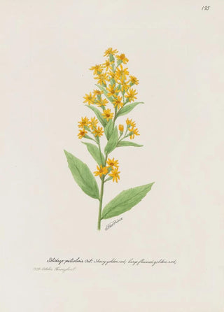 S Fred Prince - Showy golden rod.webp