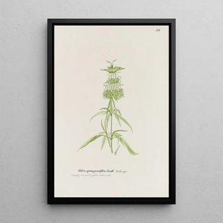 S Fred Prince - Wild sage.webp