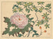 Piwonia - Sakai Hōitsu — widok dzieła