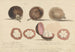 Le fruit du mangoustan, Malacca - Samuel Davis — widok dzieła