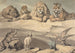 Dziki, lampart, lew, tygrys, wilk, baran i dwa orły - Samuel Howitt — widok dzieła