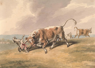 Samuel Howitt - A Bull Attacking a Dog.webp