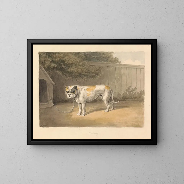 Un bulldog - Samuel Howitt — oprawiony obraz na ścianie
