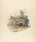 Zebra - Samuel Howitt — widok dzieła
