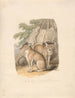 Dwa husky - Samuel Howitt — widok dzieła
