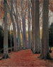 Aleja platanów - Santiago Rusiñol — widok dzieła