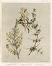 Pomaderris Nouvelle espèce 2 Pomaderris phylicifolia 3 Discaria toumatou Planche 21 - Sarah Featon — widok dzieła