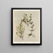 Pomaderris Nouvelle espèce 2 Pomaderris phylicifolia 3 Discaria toumatou Planche 21 - Sarah Featon — oprawiony obraz na ścianie
