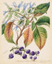 Colensoa physaloides - Sarah Featon — widok dzieła