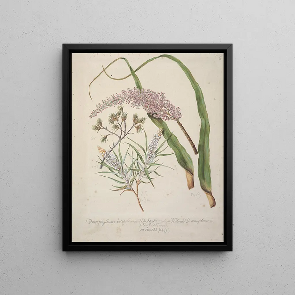 Sarah Featon - Dracophyllum latifolium Neinei Dracophyllum strictum Dracophyllum uniflorumTurpentine scrub.webp