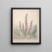 Epacris 2 gatunki Dracophyllum 1 gatunek - Sarah Featon — oprawiony obraz na ścianie