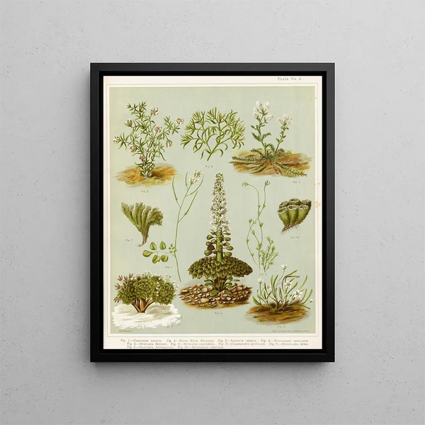 Fig 1 Cardamine hirsuta Fig 2 Braya de Nowej Zelandii Fig 3 Lepidium incisum Fig 4 Notothalspi rosulatum Planche 6 - Sarah Featon — oprawiony obraz na ścianie